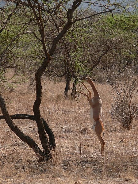 Gerenuk