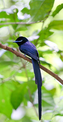 Seychelles Paradise flycatcher